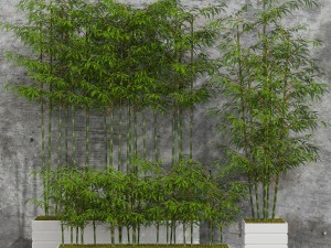 room plants bamboo 3D मॉडल