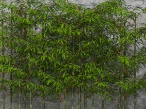 room plants bamboo 3D Modell