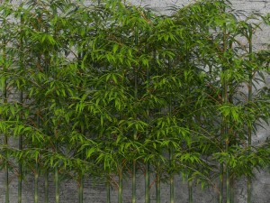 room plants bamboo 3D Model