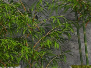 room plants bamboo 3D Model