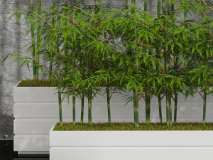room plants bamboo 3D Modell