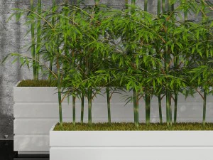 room plants bamboo 3D Model