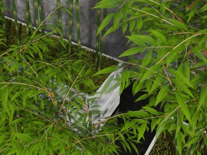 room plants bamboo 3D Modell