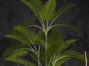 room plants 06 3D Model