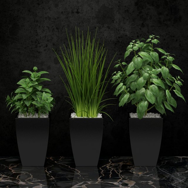 room plant 08 3D Model .c4d .max .obj .3ds .fbx .stl .blend 