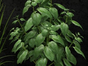 room plant 08 3D Model