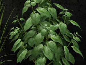 room plant 08 3D Model