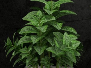 room plant 08 3D Model
