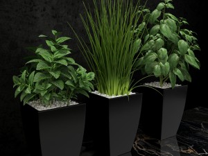 room plant 08 3D Model