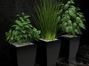 room plant 08 3D Model