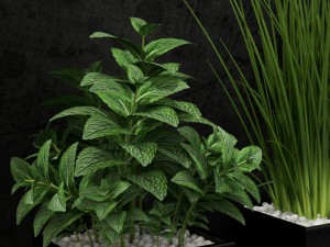 room plant 08 3D Model