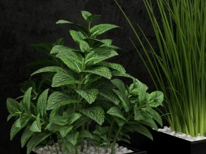room plant 08 3D Model