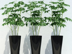 room plant 10 3D Model