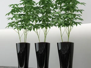 room plant 10 3D Model