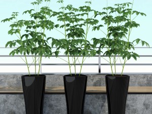 room plant 10 3D Модель