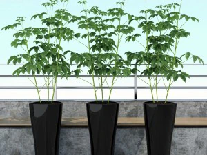 room plant 10 3D Model