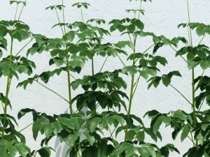 room plant 10 3D Модель