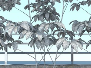 room plant 10 3D Model
