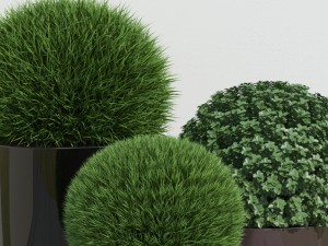 plants 11 3Dモデル