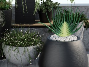 plants 12 3D 模型