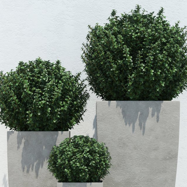 plants 13 3D Модель .c4d .max .obj .3ds .fbx .stl .blend 