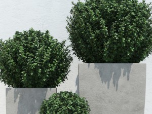 plants 13 3D Model