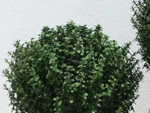 plants 13 3D Model