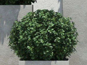 plants 13 3D Model