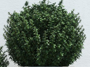 plants 13 3D Модель