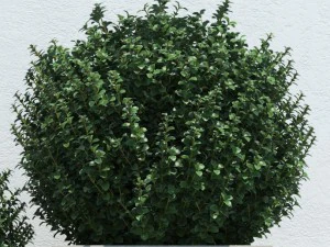 plants 13 3D Model