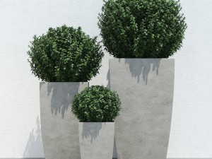 plants 13 3D Модель