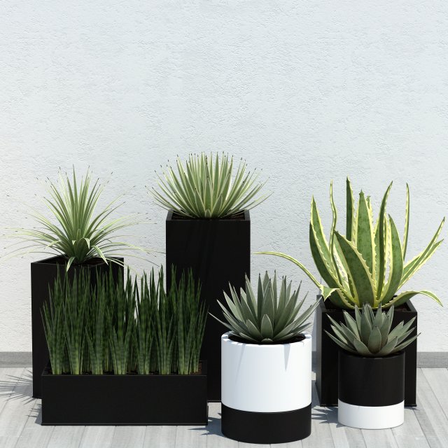 plant 14 aloes Model 3D .c4d .max .obj .3ds .fbx .stl .blend 