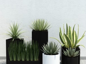 plant 14 aloes 3D 모델