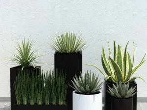 알로에 14개 심기 3D 모델