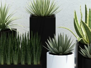 plant 14 aloes 3D Model