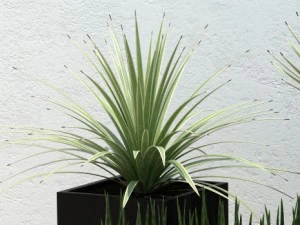 plant 14 aloes 3D Model