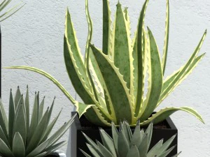 plant 14 aloes 3D Model
