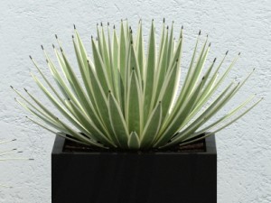plant 14 aloes Model 3D