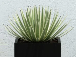 plant 14 aloes 3D Model