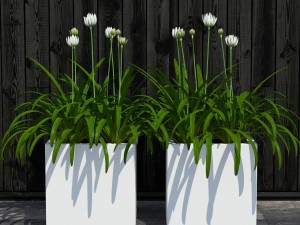 plant 15 3D Model