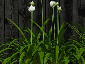 plant 15 3Dモデル