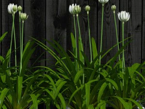 plant 15 3D Model