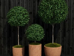 植物16 3Dモデル