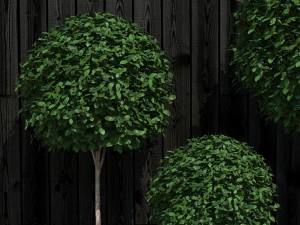 plant 16 3D Model