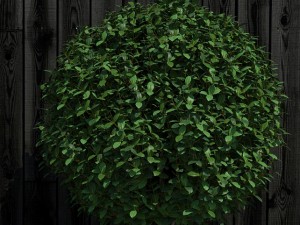 plant 16 3D Model