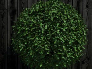 plant 16 3D Model