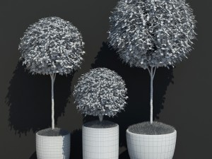 plant 16 3D Model