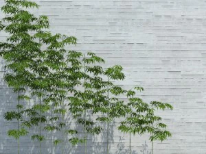 drzewa bambusowe do rozproszenia Model 3D