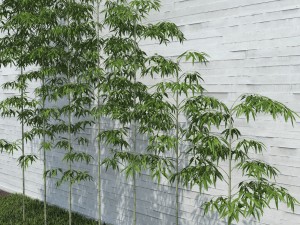 bamboo trees for scatter 3D Model