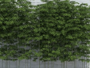 bamboo trees for scatter 3D Model